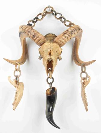 argali skull and horns Argali