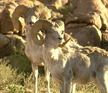 Two Argali males in the mountains