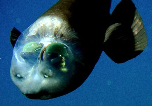 barreleye 22 Sea Creatures That Will Keep You Dry