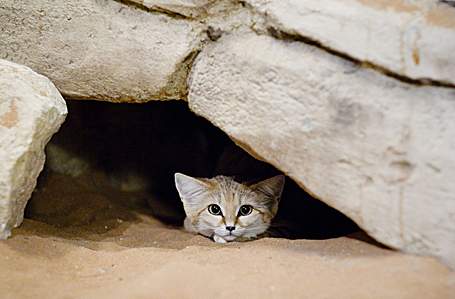 Sand Cat in a shelter, avoiding the desert heat