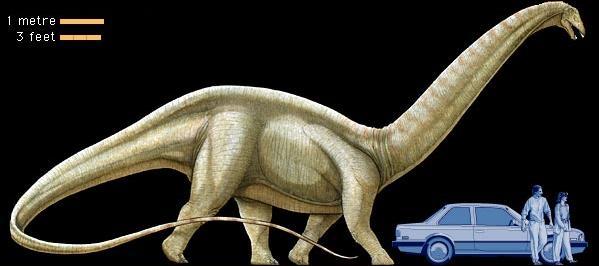 The Brontosaurus, compared to a car and a man