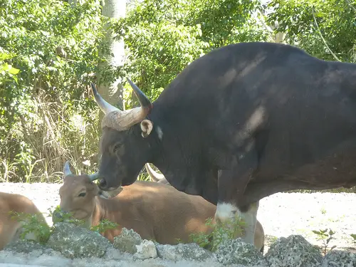 Female and Male Java Bantengs