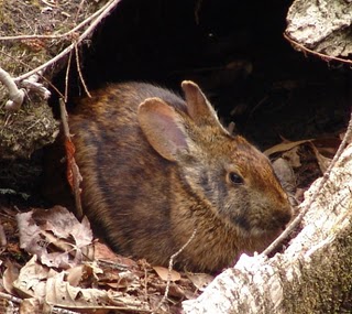 Hefner's Rabbit resting in it's nest