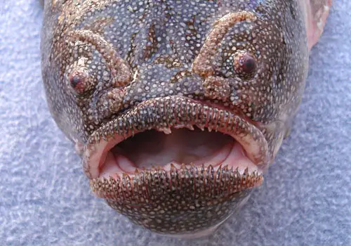 coffinfish 22 Sea Creatures That Will Keep You Dry