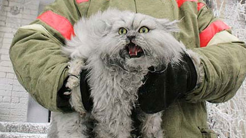 firecat 9 Animals That Saved Human Lives