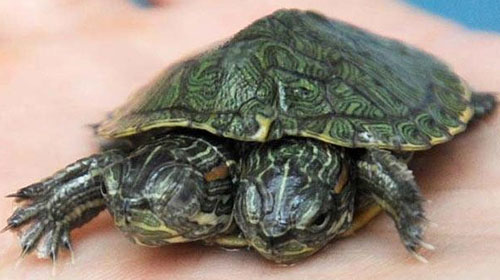 Hopefully that is a two headed turtle, if not it must be very tight in there!