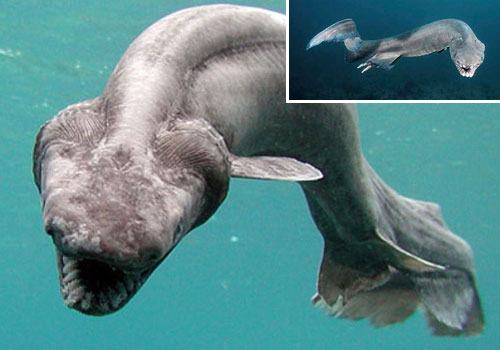 frilledshark 22 Sea Creatures That Will Keep You Dry