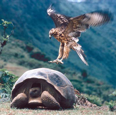 galapagos tortoise hawk Galapagos Tortoise
