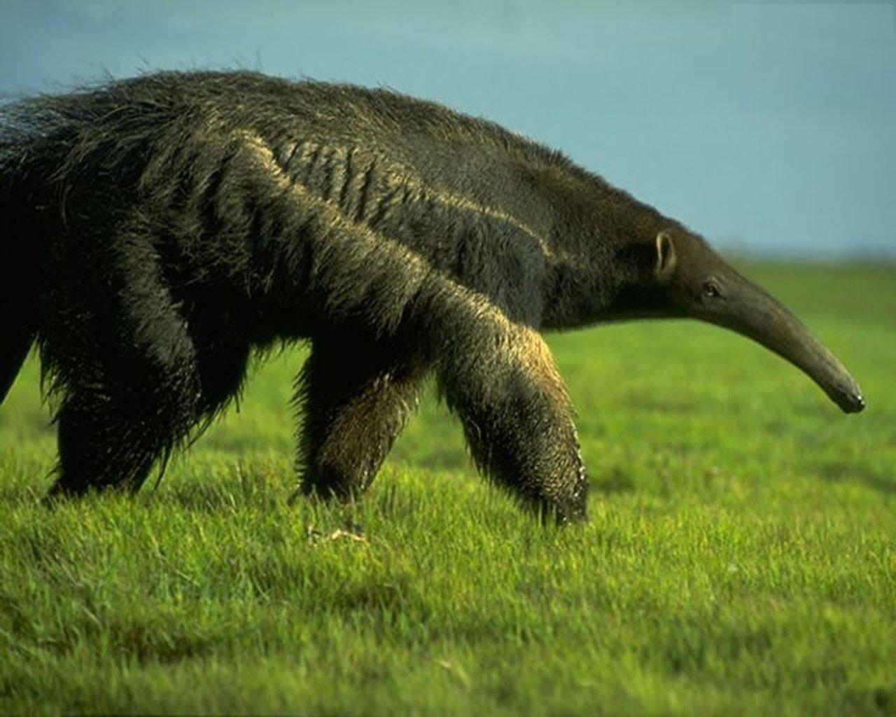 giant anteater1 Giant Anteater