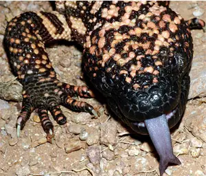 Gila Monster using it's tongue to track prey