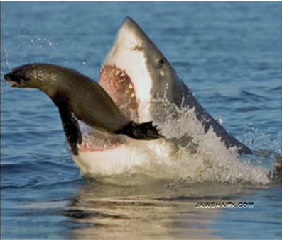  Great White Shark