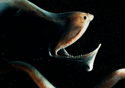 gulpereel 22 Sea Creatures That Will Keep You Dry