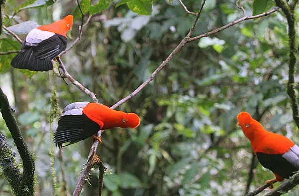 Many Cock-of-the-rock males gather in leks