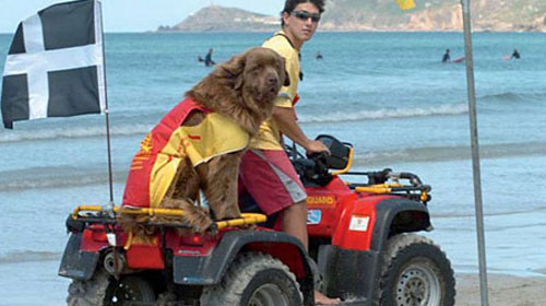 Lifeguard Dog