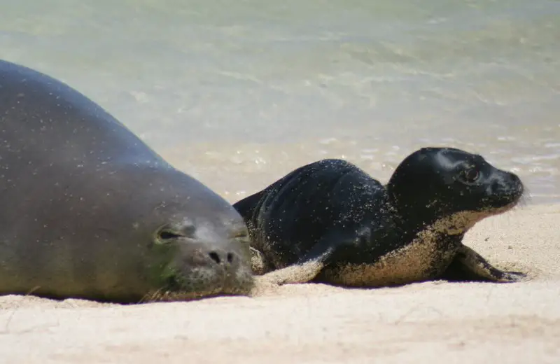 A Hawaiian Monk Seal mother with her pup resting in the sands