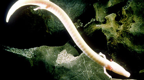 olm 10 Worlds Most Bizarre Creatures