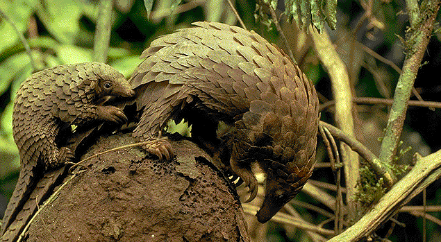 A Pangolin youngling together with its mother