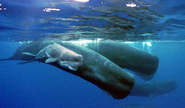 sperm whales 600x380 Sperm Whale