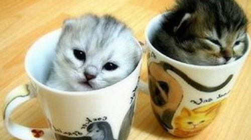 teacup persians 10 Strange Breeds of Cat