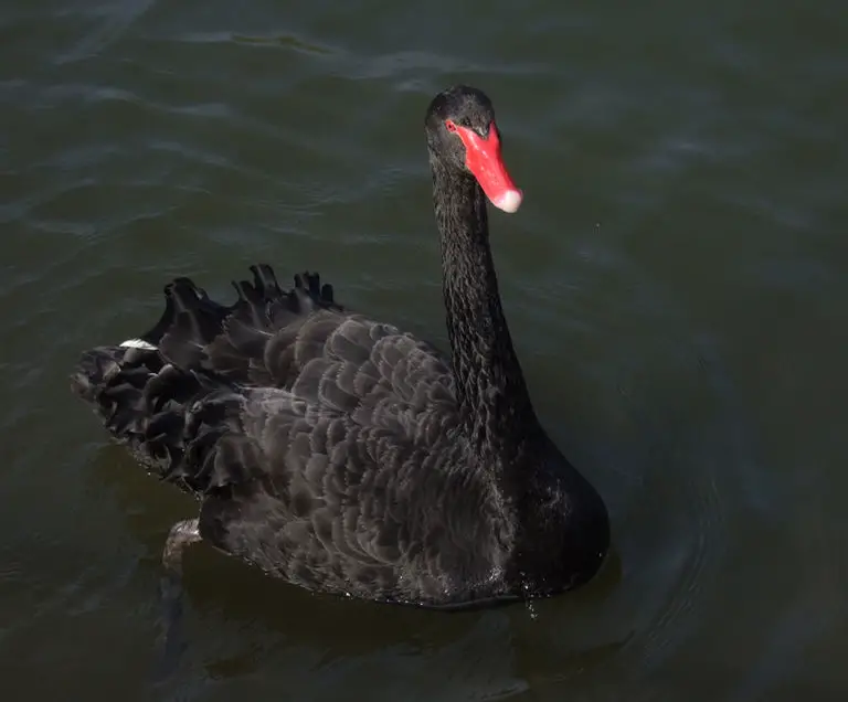 Being black, these swans were a subject to many superstisious beliefs