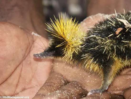 Tenrec cubs have a bright colouration, the reason of which is unknown