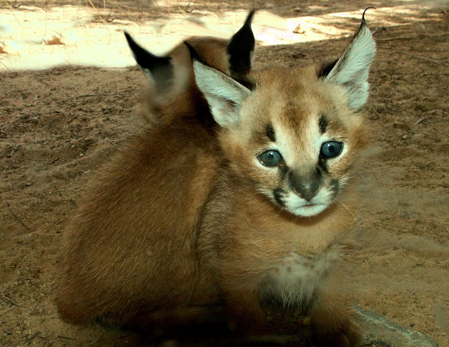 Two Caracal kits in the desert