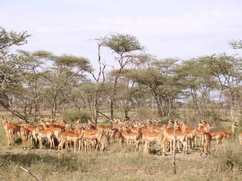 A large Impala herd