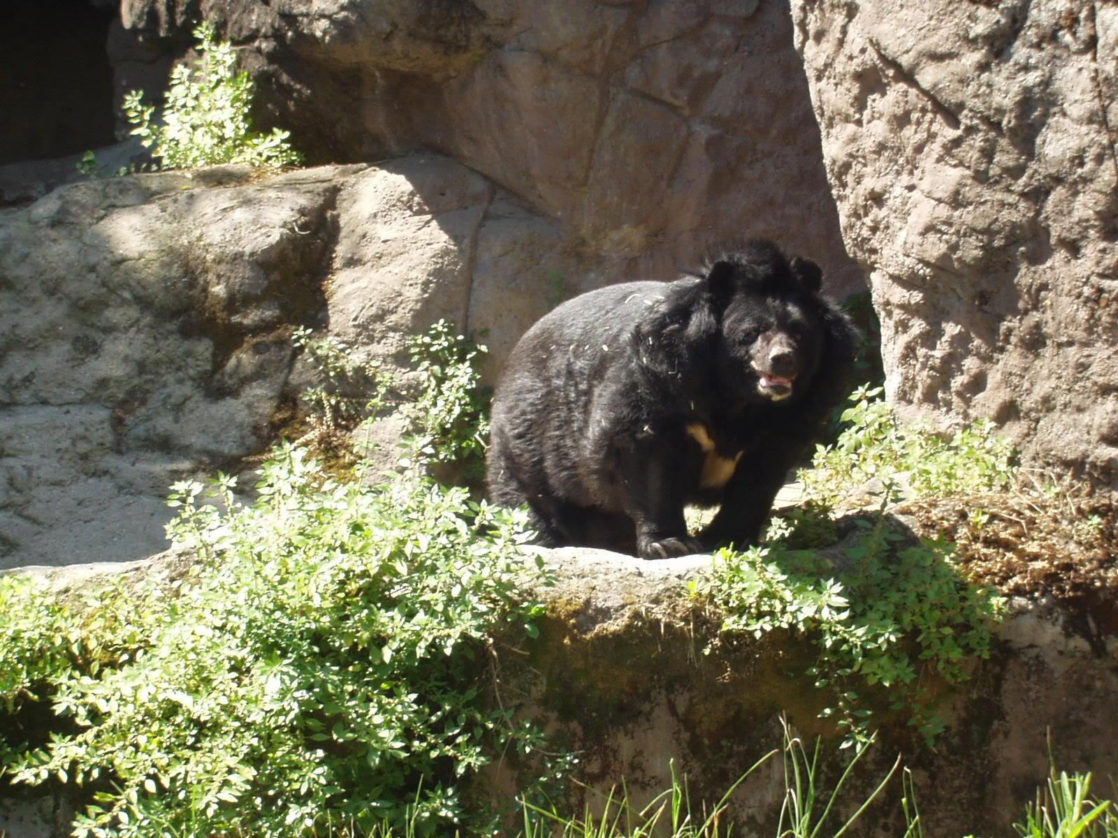 Asian Black Bears are massive and capable fighters