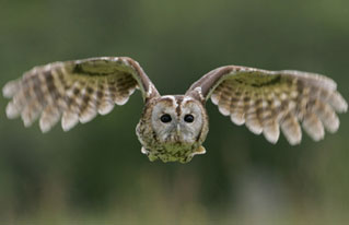 A Tawny Owl in flight