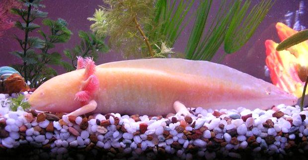 Axolotl KimmyM 22 Sea Creatures That Will Keep You Dry