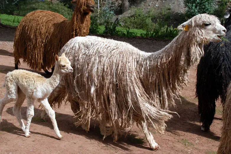 Young Llamas take a long time to become independent and rely on their mother during this time