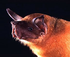 Noctilio leporinus7helder Fishing Bat