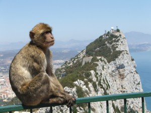 Barbary Macaque near the Gibraltar