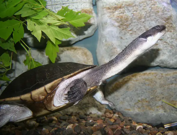 The elongated neck is a vital part of the turtle's hunting method