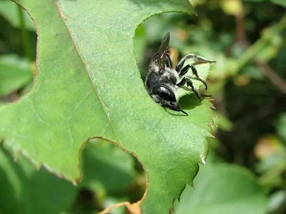 Leaf-cutter Bee gathering "material" for building a nest