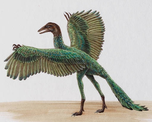 The Archaeopteryx's body structure is very close to that of the dinosaurs