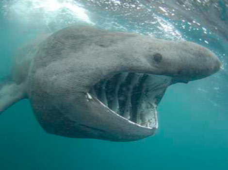 Basking Shark swims with its mouth open, constantly filtering water