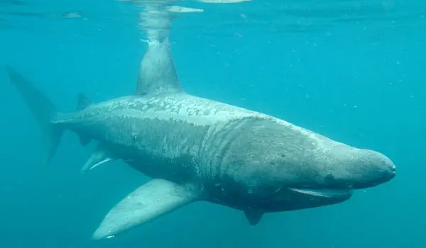basking shark Basking Shark