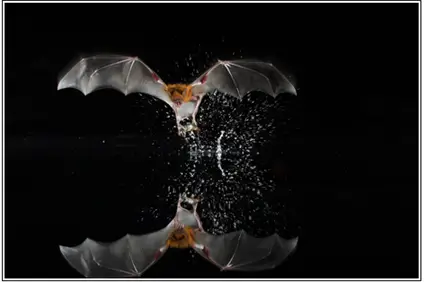 Fishing Bat gliding over water