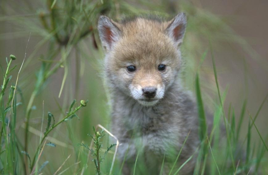 A Coyote pup in the grass