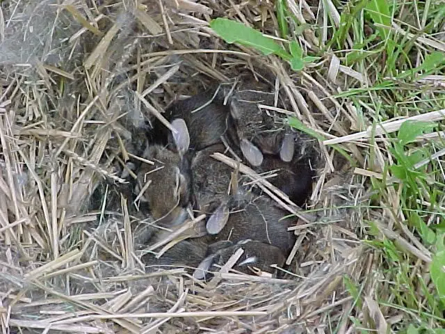 An Eastern Cottontail nest
