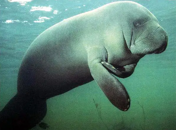 Manatees have large lips that help them pluck seaweeds
