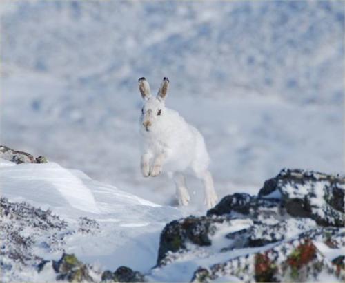 Mountain Hares are barely visible in the snow