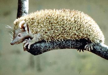 Tenrecs are lighter in colouration than hedgehogs