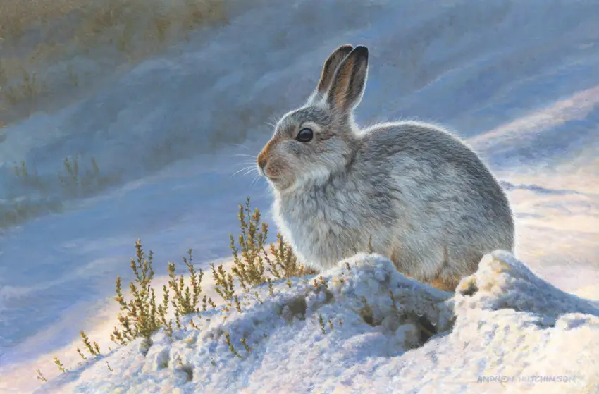 Drawing of a Mountain Hare