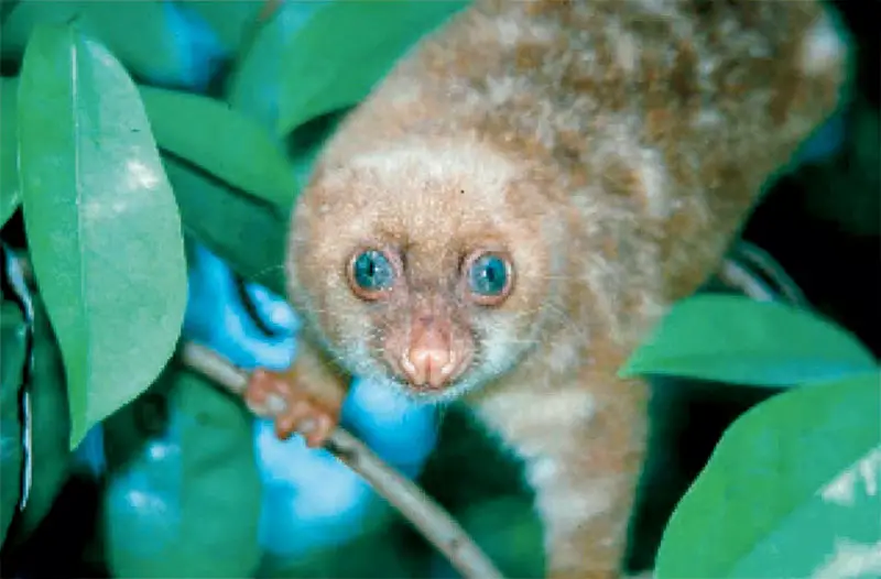 A young Cuscus in the trees