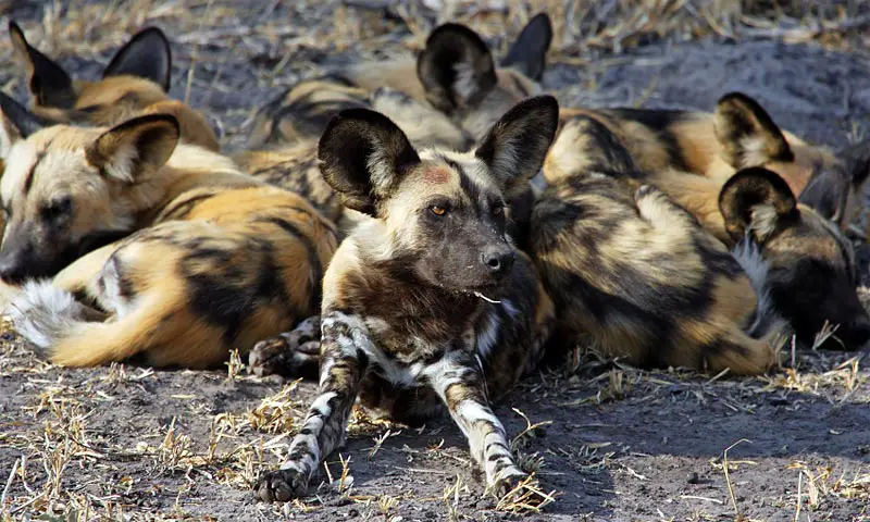 African Wild Dogs resting
