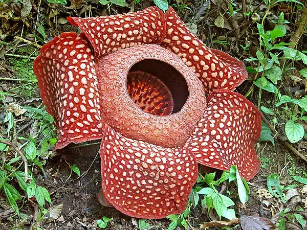 This Rafflesia Arnoldii is 3m wide