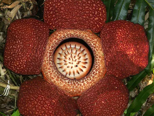 rafflesia Rafflesia