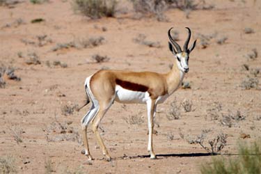 A Springbok in the desert